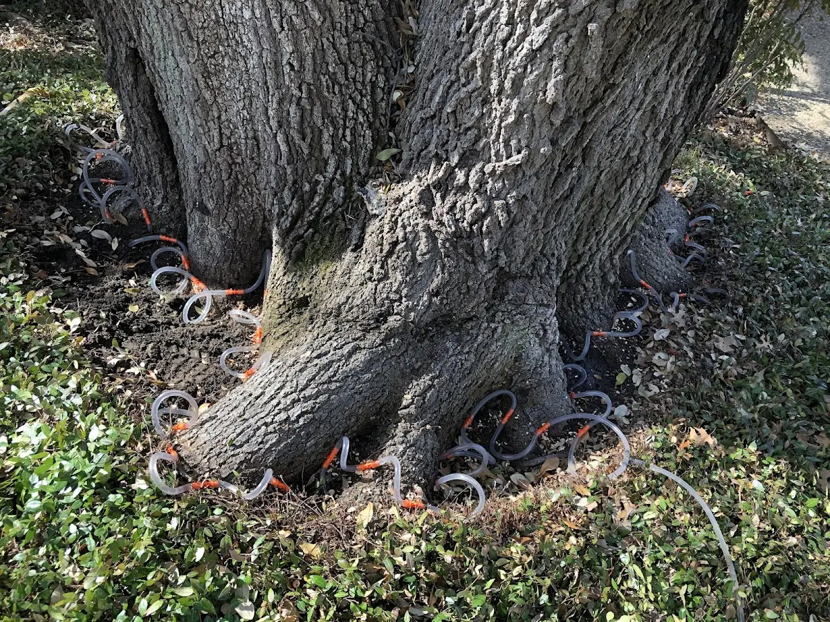 Detailed Tree Cabling and Bracing job site in Kirksville