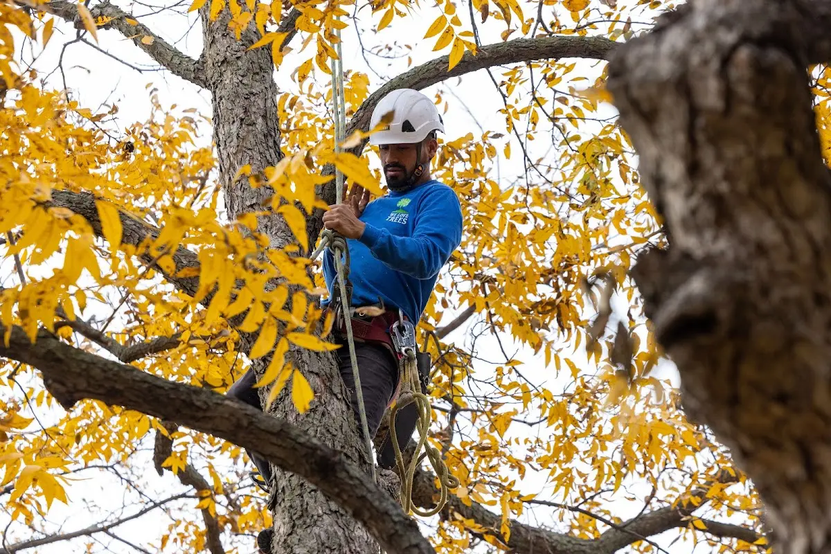 Skilled Tree Planing crew working in Kirksville